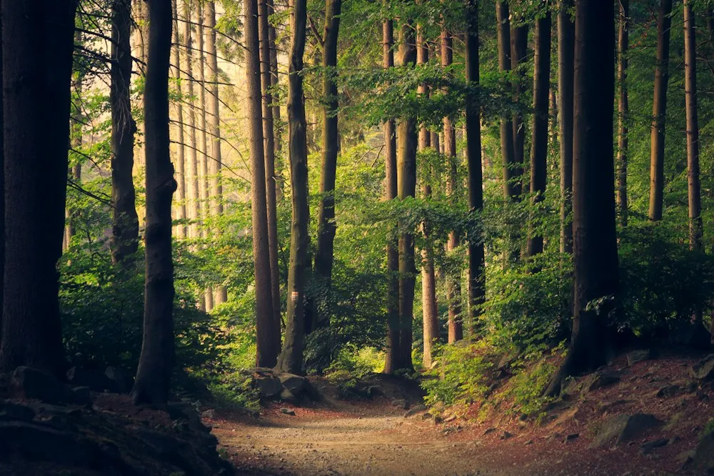 Árboles verdes iluminados por la luz natural